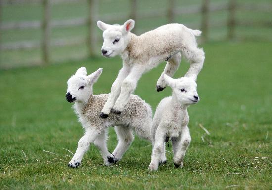 thornton-hall-farm-country