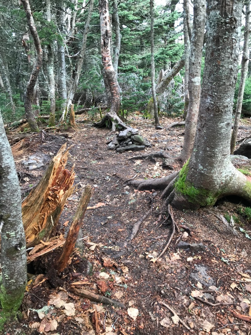 mkhHqel+Siy+v53MCKoiBA