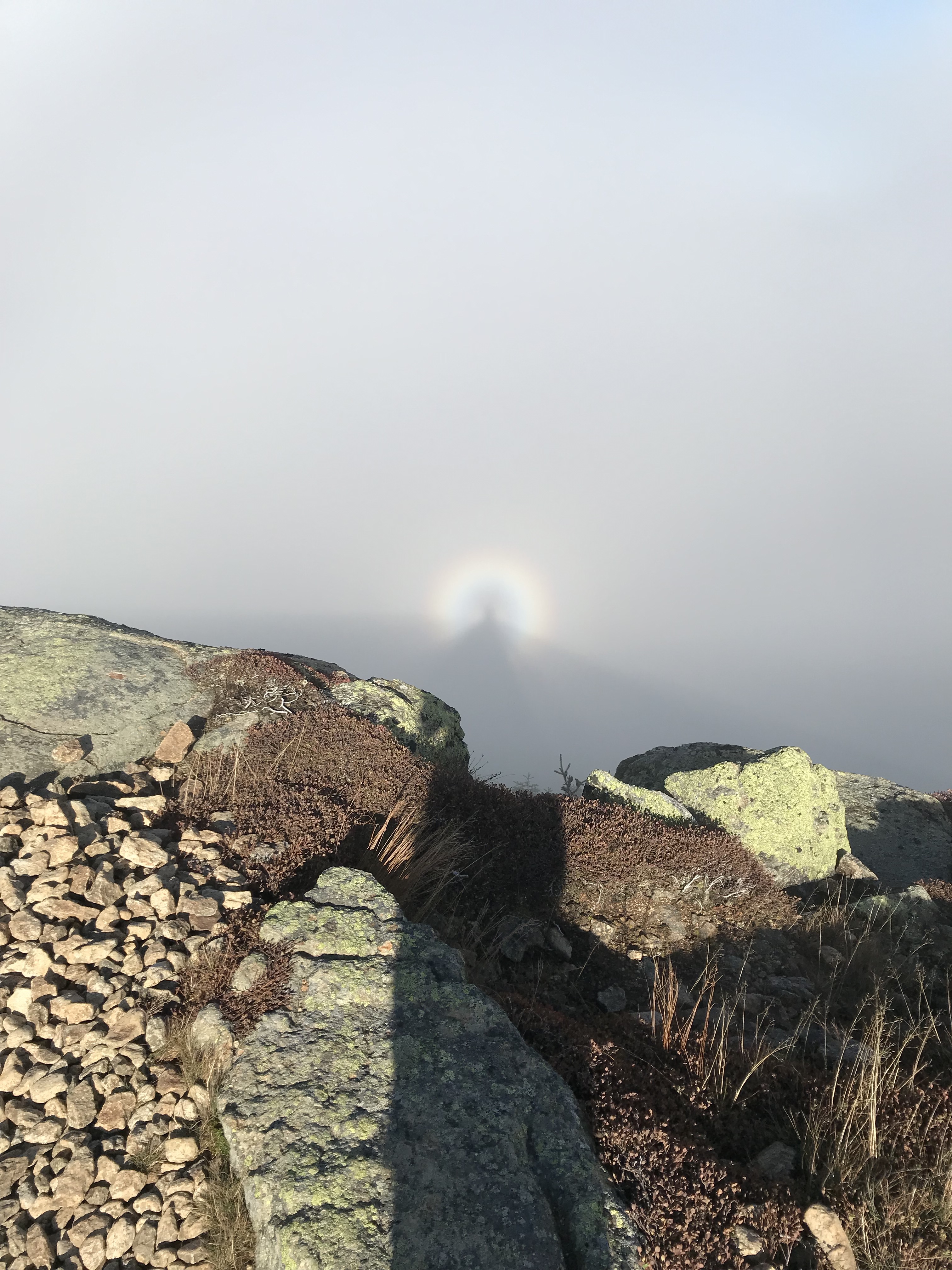 VlpAS2GzQTOM1nrJr1+u1Q