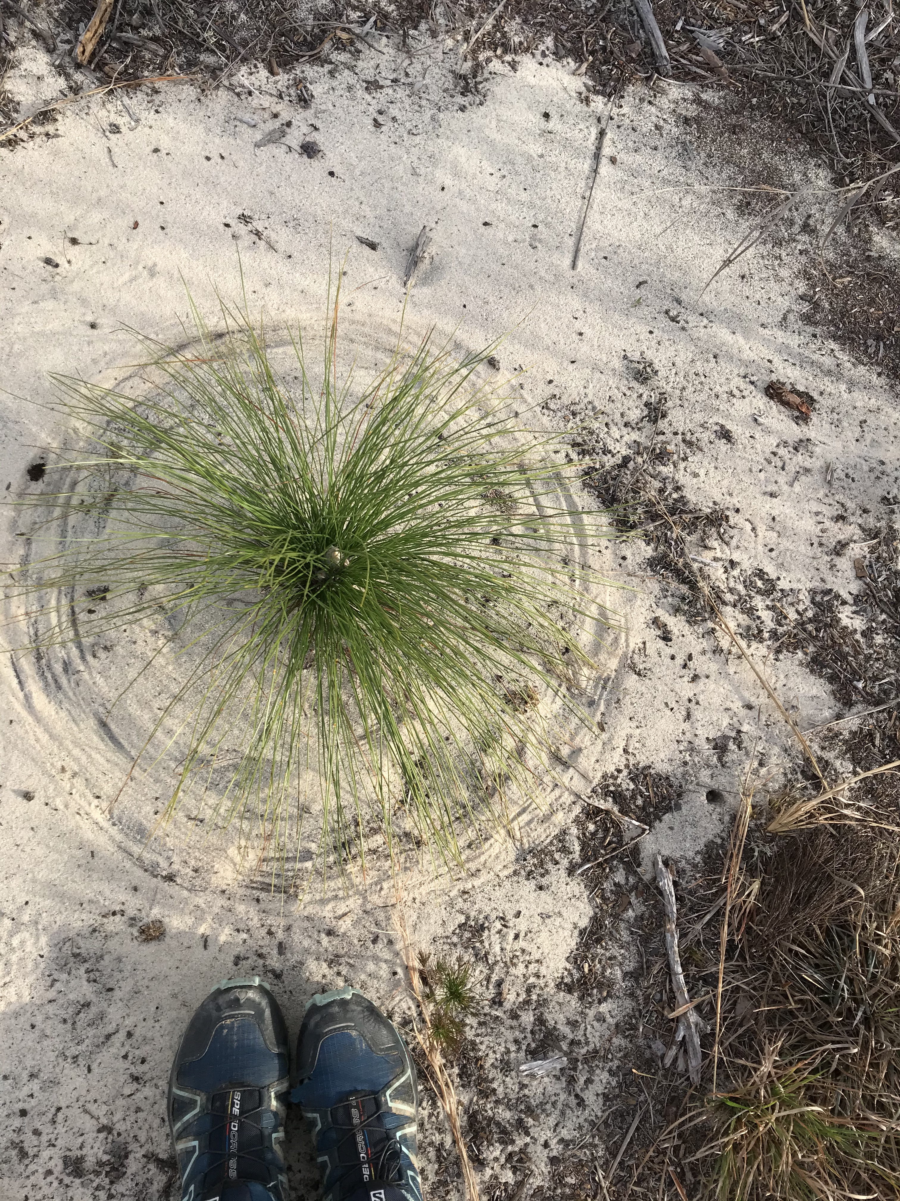 8AD42E8A-872E-453C-B4E4-FD0508EC250A