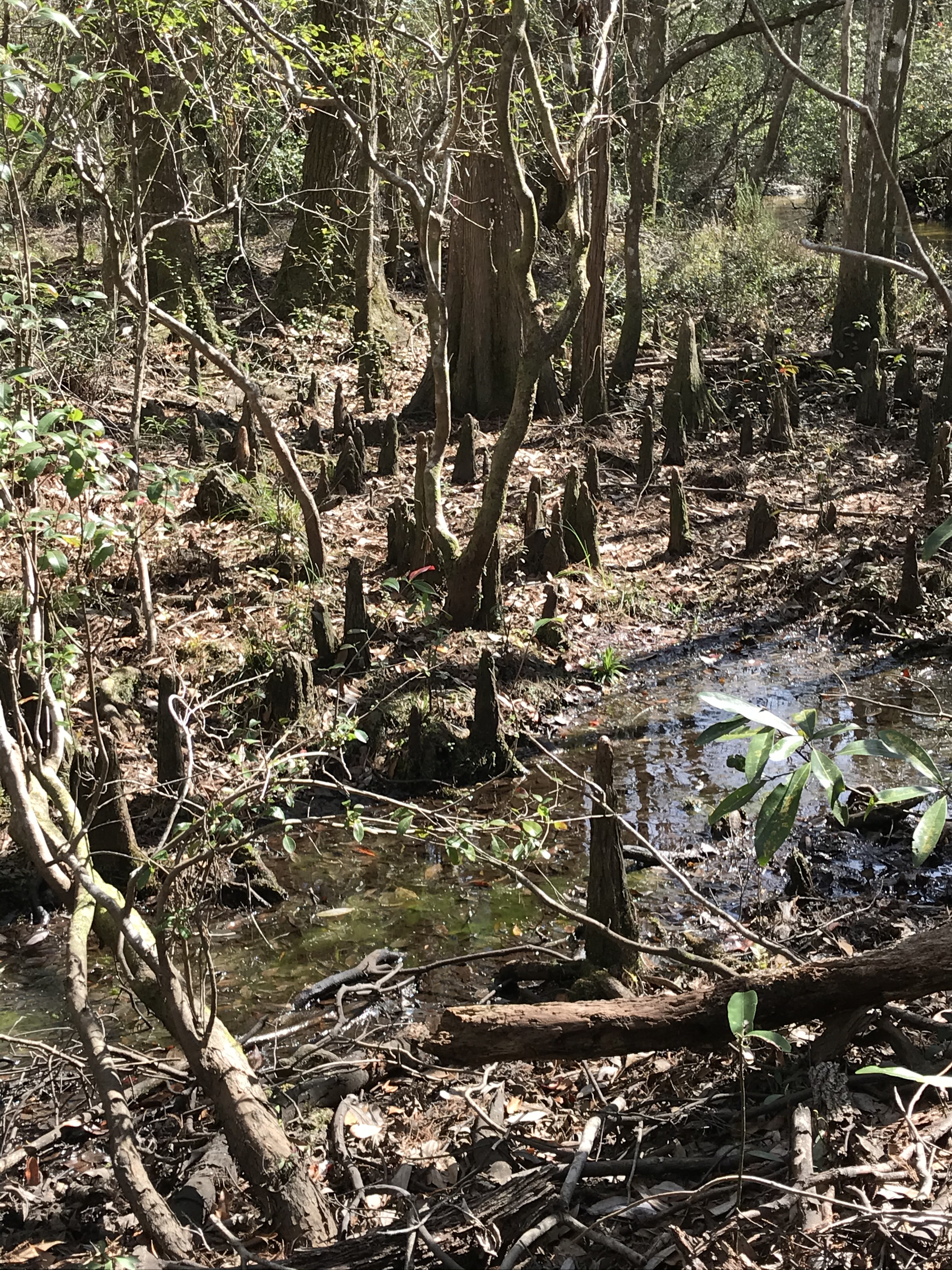 A01319A9-6541-44D4-AAF4-D6C7BDA49BB3