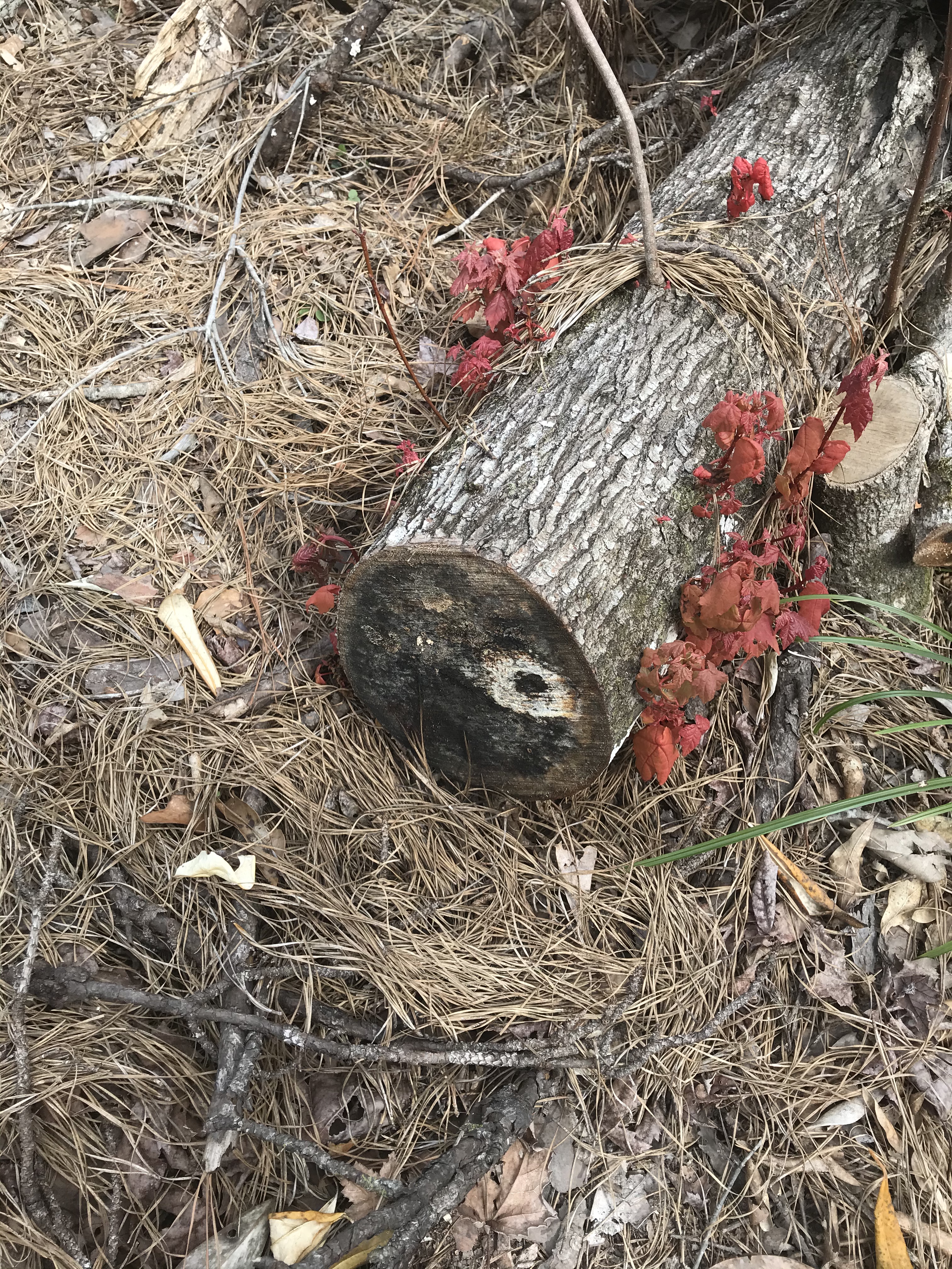 D35D5CCB-9177-48A3-BE56-9A68DD075F5D