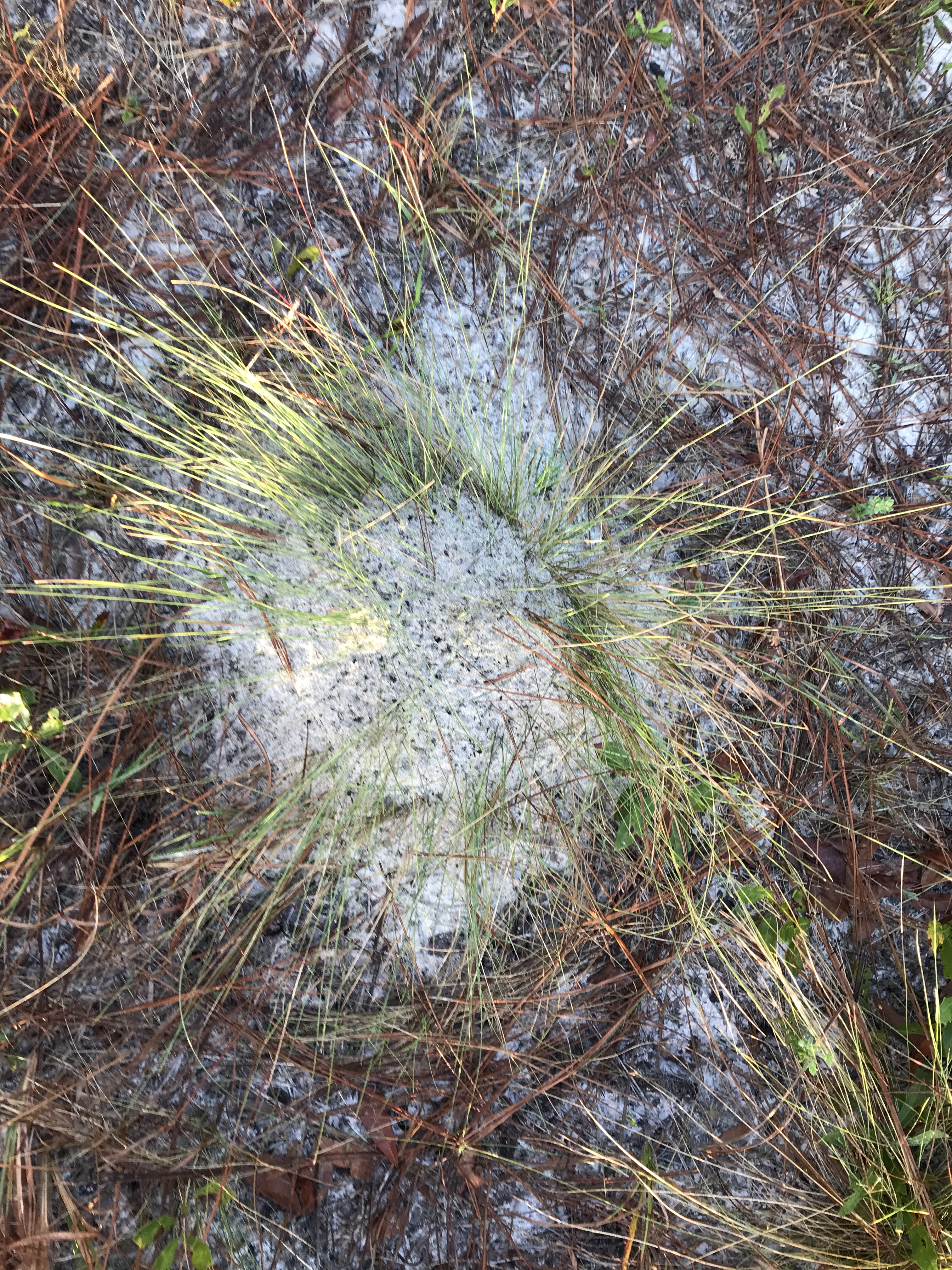 D43A0913-5D5D-471B-8938-D9AFD9E1E78B