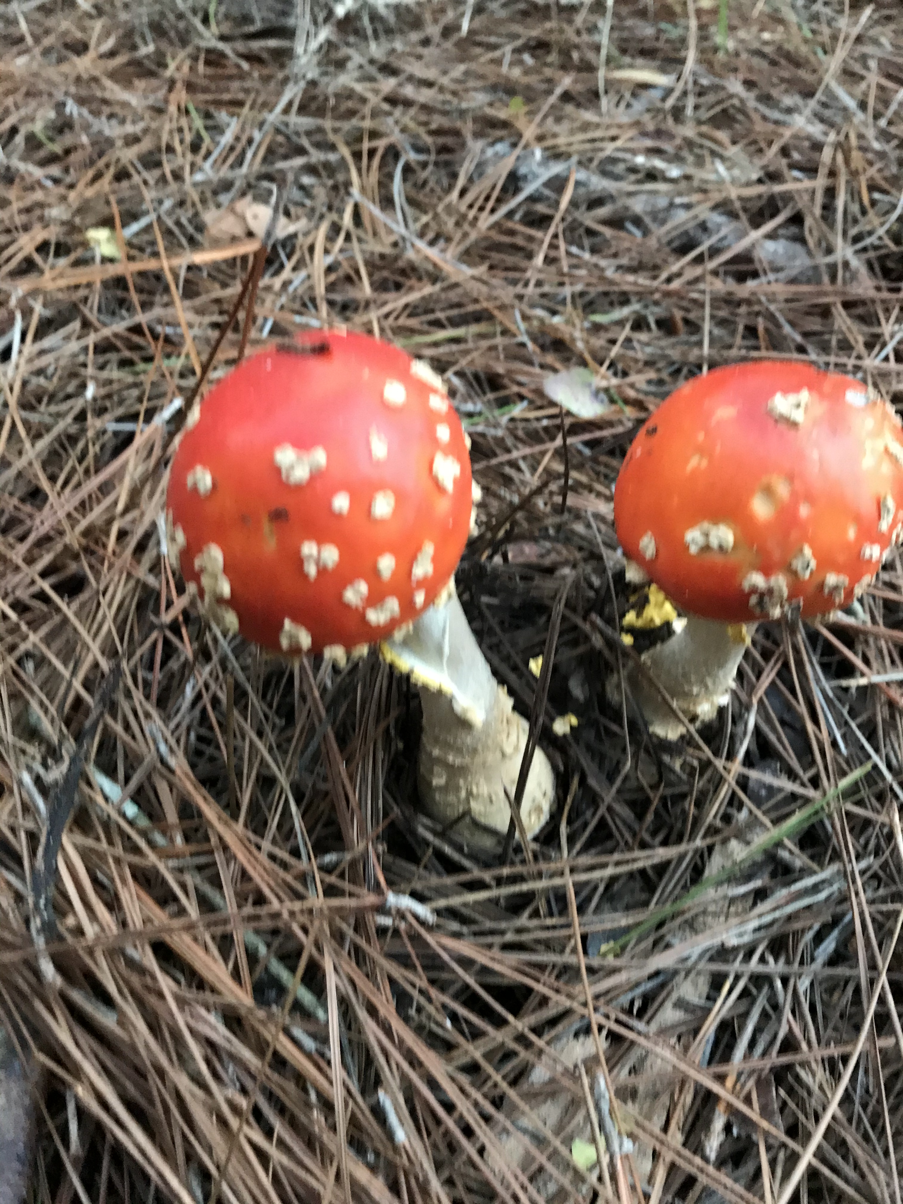 F279339C-87DB-495D-B710-E9A2B32A0FAC