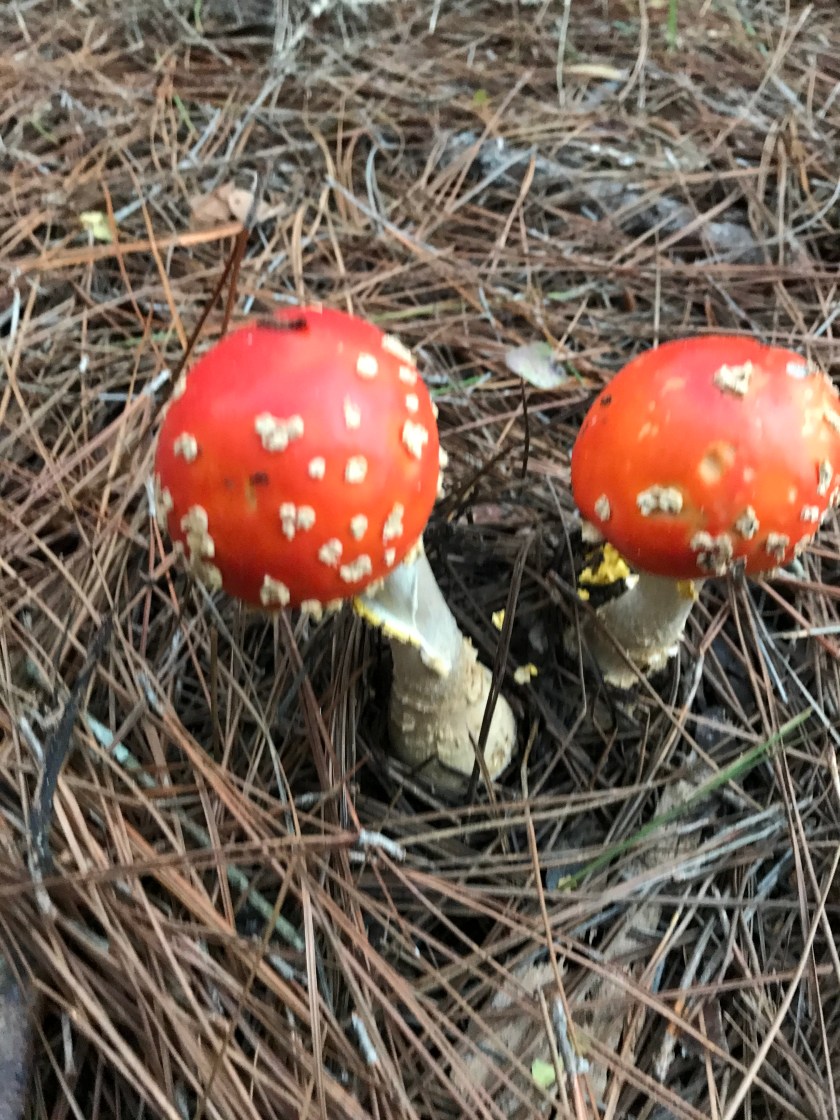 F279339C-87DB-495D-B710-E9A2B32A0FAC